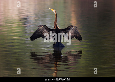 Dard d'Asie (Anhinga melanogaster ailes de séchage) Kheoladeo National Park, Bharatpur, Rajasthan, Inde. Banque D'Images