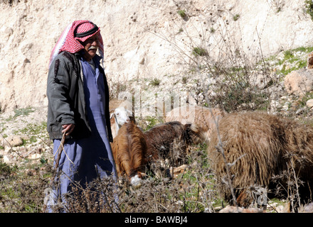 Un Arabe troupeaux berger son troupeau entre le quartier juif de Armon Hanatziv et la zone palestinienne de Sur Bahir, Jérusalem. Banque D'Images