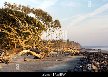 Driftwood Beach - Jekyll Island, Géorgie Banque D'Images