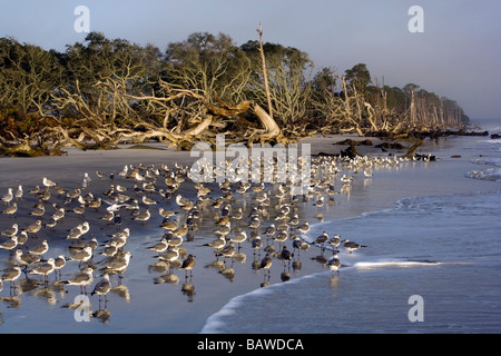 Goélands sur Driftwood Beach - Jekyll Island, Géorgie Banque D'Images