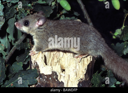 Mammifères;Gras ou Loir ;'Glis glis';homme assis sur souche d'arbre. Banque D'Images