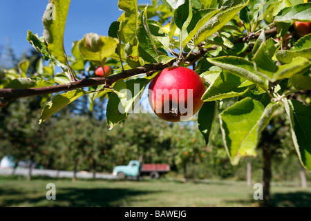 Une pomme rouge pousse sur un arbre. Banque D'Images