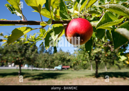 Une pomme rouge pousse sur un arbre. Banque D'Images