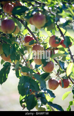 Pommes rouges poussent sur un arbre. Banque D'Images