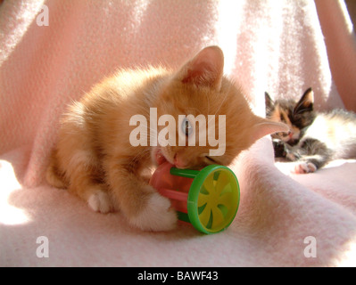 chaton au gingembre Banque D'Images