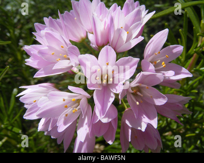 L'ail rose Allium roseum, Banque D'Images