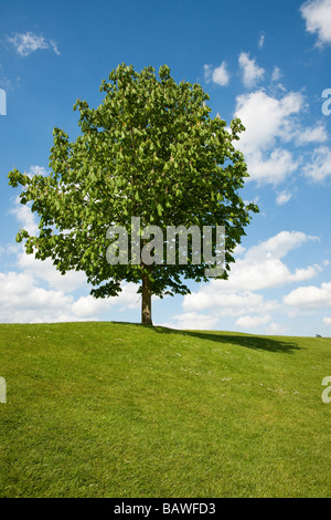 Seul arbre sur l'herbe contre le ciel bleu avec des nuages Banque D'Images