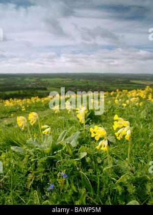 Primula veris coucou bleu dans les North Downs, donnant sur Sevenoaks, Kent, Angleterre, Royaume-Uni. Banque D'Images