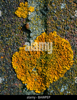 Orange commun, lichen Xanthoria parietina, Kent, UK. Banque D'Images