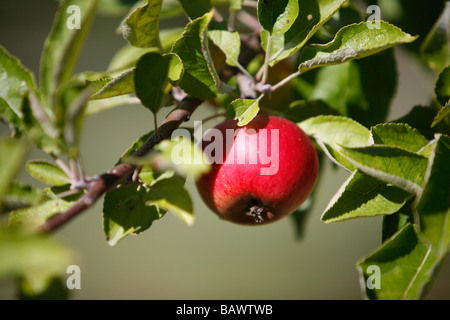 Une pomme rouge pousse sur un arbre. Banque D'Images