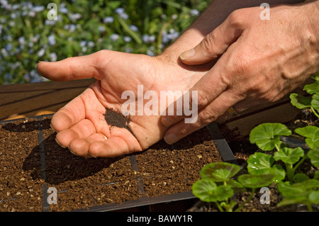 Gros plan de jardinier homme personne plantant des semences dans des plateaux en plastique plateau à semences plateau à semences au printemps Angleterre Royaume-Uni Royaume-Uni Grande-Bretagne Banque D'Images