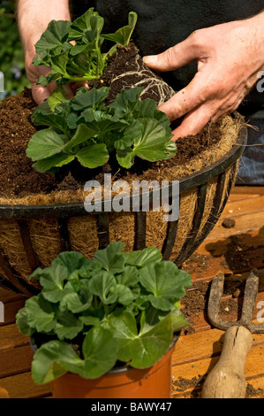 Gros plan mains de l'homme personne jardinier plantant des géraniums dans un panier de fleurs suspendu au printemps Angleterre Royaume-Uni Grande-Bretagne Banque D'Images