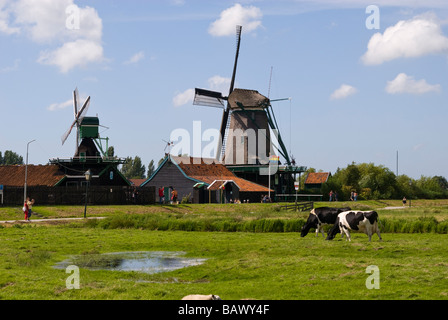 Les moulins à vent de Zaanse Schans et vaches laitières Banque D'Images