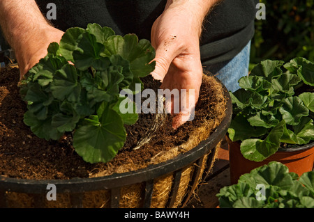 Homme personne jardinier plante fleurs plantes geraniums gros plan dans un panier suspendu contenant Angleterre Royaume-Uni Grande-Bretagne Banque D'Images