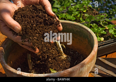 Gros plan des mains de l'homme jardinier planter des ampoules de nénuphars se remplissant de compost dans un pot de plante d'argile dans le jardin Angleterre Royaume-Uni Royaume-Uni Grande-Bretagne Banque D'Images