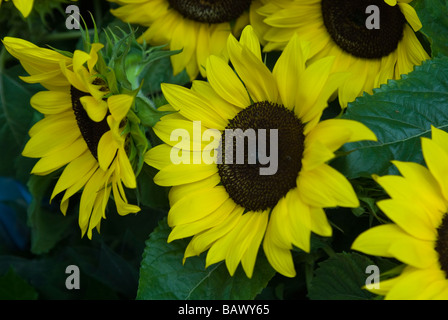 Albert Kuyp Marché aux Fleurs Banque D'Images