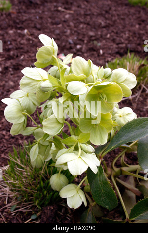 HELLEBOROUS ARGUTIFOLIUS. L'hellébore de Corse. Banque D'Images