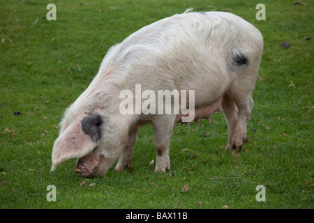 Gloucester vieux Spot sow Cotswold Farm Park Temple Guiting Glos UK Banque D'Images