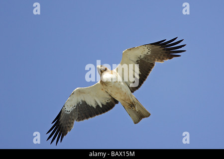 Aigle botté phase lumineuse en vol sur Gibraltar Banque D'Images