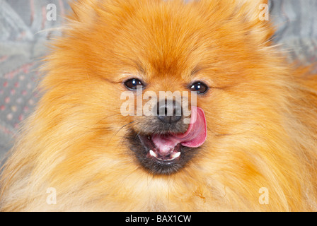 Pomeranian adultes Banque D'Images