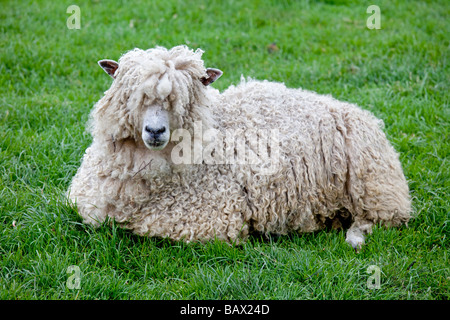 Brebis moutons Cotswold assis race rare Trust Cotswold Farm Park Temple Guiting Glos UK Banque D'Images