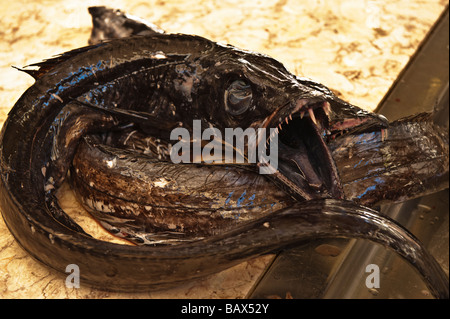 Un fourreau de poisson pour la vente à un marché aux poissons Banque D'Images