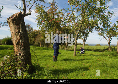 Les pommes à cidre sont secoués des arbres dans le verger près de Glastonbury en Angleterre Somerset Banque D'Images