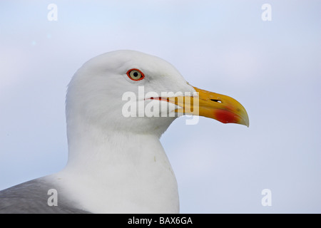 Portrait d'un goéland Banque D'Images