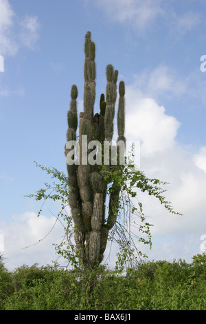 Cactus candélabres, jasminocereus thouarsii var delicatus, l'île de Santa Cruz (Indefatigable), îles Galapagos, Equateur Banque D'Images