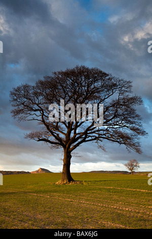 Roseberry Topping et Oak Tree à la fin de mars d'Easby de Sunshine Lane Great Ayton North Yorkshire Banque D'Images