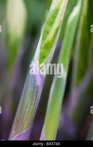 Des feuilles des plantes émergentes Hosta pousses au printemps Banque D'Images