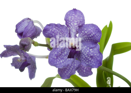 Vanda sansai blue orchid isolé sur fond blanc Vanda coerulea hybrid Banque D'Images
