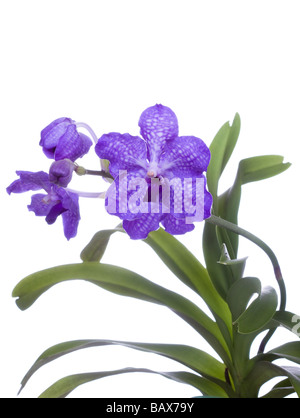 Vanda sansai blue orchid isolé sur fond blanc Vanda coerulea hybrid Banque D'Images