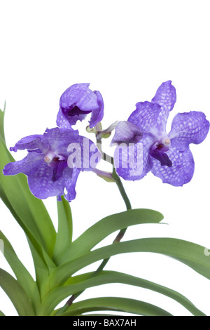 Vanda sansai blue orchid isolé sur fond blanc Vanda coerulea hybrid Banque D'Images