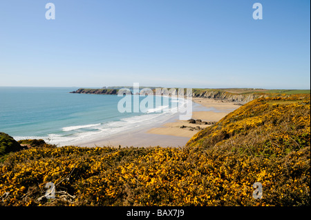 Plage de sable vide vu du sentier du littoral avec l'ajonc floraison Pembrokeshire Manorbier Cymru Wales UK Banque D'Images