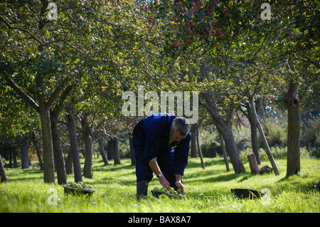 La collecte des pommes à cidre secouée de arbres dans le verger près de Glastonbury en Angleterre Somerset Banque D'Images