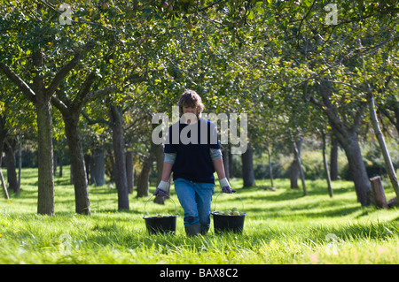 La collecte des pommes à cidre secouée de arbres dans le verger près de Glastonbury en Angleterre Somerset Banque D'Images