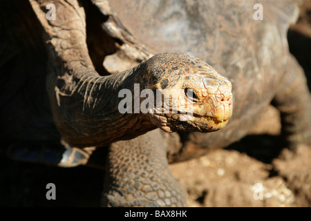 Tortue géante des Galapagos, Chelonoidis nigra, porteri (Geochelone nigra), Testudinidae, Darwin Research Station, Santa Cruz Banque D'Images