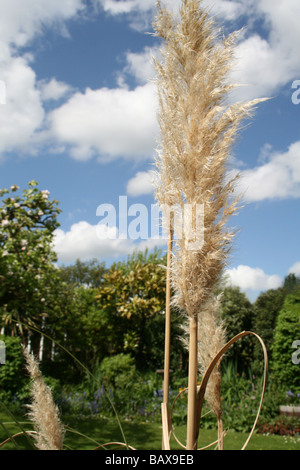 L'herbe de la Pampa - Cortadernia Banque D'Images