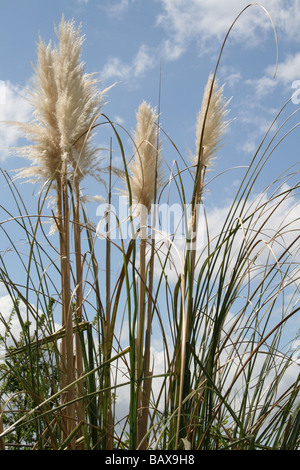 L'herbe de la Pampa - Cortadernia Banque D'Images