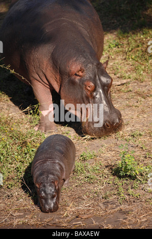 Et l'hippopotame, veau, Botswana Chobe Riverfront Banque D'Images