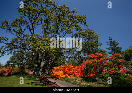 Chênes de Garry et de fleurs en fleurs au jardin de l'Abkhazie à Victoria, BC, Canada. Banque D'Images