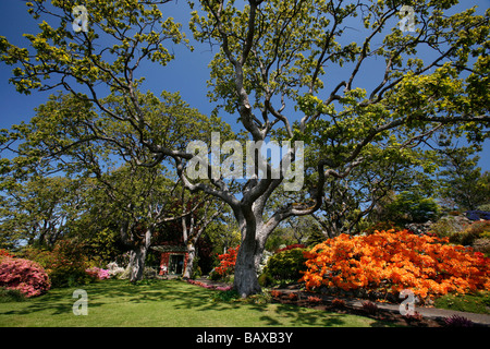 Un grand arbre de chêne de Garry et des fleurs orange en fleurs au jardin de l'Abkhazie à Victoria, BC, Canada. Banque D'Images