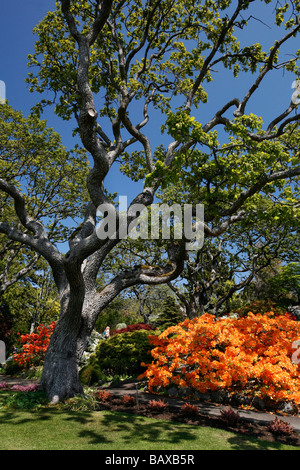 Un arbre de chêne de Garry et de fleurs en fleurs au jardin de l'Abkhazie à Victoria, BC, Canada. Banque D'Images