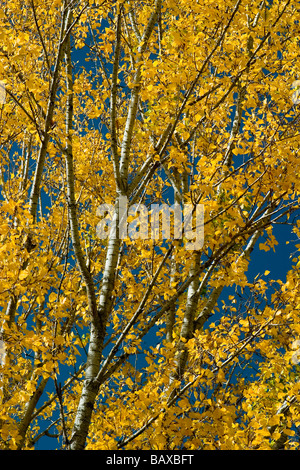 Les branches et les feuilles du peuplier noir (Populus nigra) en automne Banque D'Images