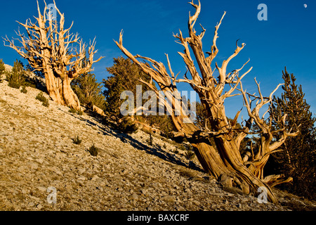 Ancient Bristlecone Pine les arbres dans les montagnes blanches de Californie Banque D'Images