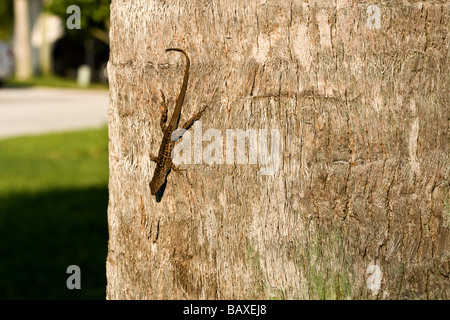 Petit lézard sur le tronc d'un arbre Banque D'Images