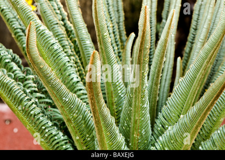 Libre d'un zèbre, nom latin de l'usine d'Haworthia fasciata Haworthia variegata Banque D'Images