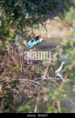 White Throated Kingfisher en refuge d'oiseaux de Bharatpur Keoladeo en Inde Banque D'Images