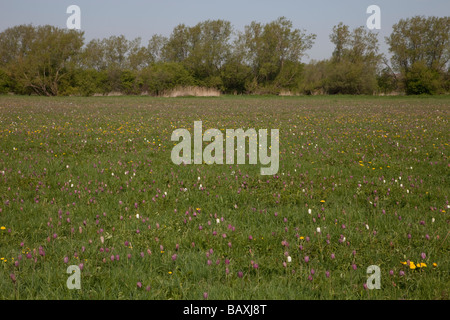 North Meadow fritillary SSI réserver Cricklade Wiltshire UK Banque D'Images